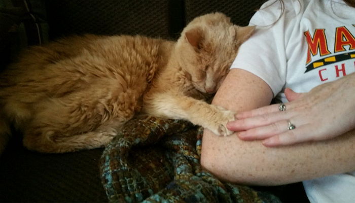 입양된 고양이는 죽음을 앞두고 주인 팔을 꼭 잡았다