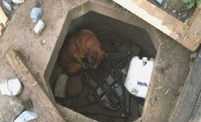 버림받은 강아지는 구덩이에 갇혀 흐느끼고 있었다