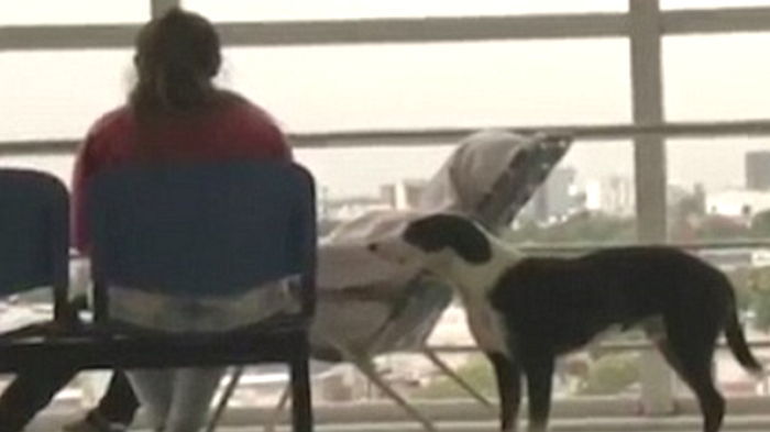 죽은 주인 있던 병원 떠나지 못하는 강아지 (영상)