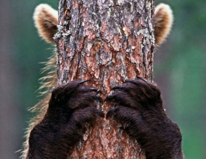 나무 뒤에 숨어서 ‘까꿍’ 놀이하는 곰돌이 (사진)