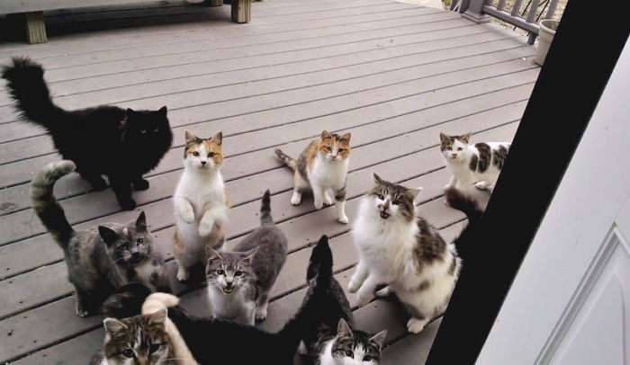 매일 찾아와 ‘삼시 세끼’ 챙겨달라고 보채는 고양이들 (영상)