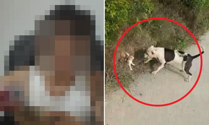 “새끼 고양이 공격장면 ‘생방송’한 BJ 처벌을 요구합니다”