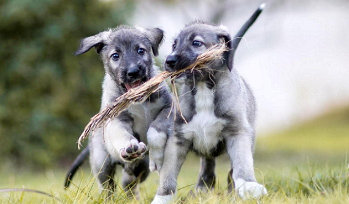 세계 최초 ‘일란성 쌍둥이’ 강아지가 태어났다