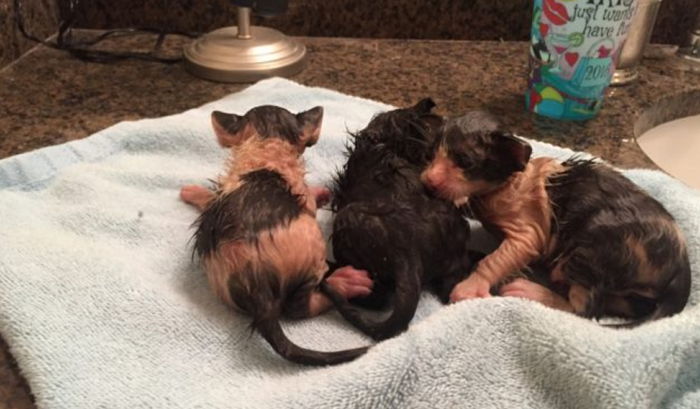 “물에 빠져 죽어가던 ‘아기 고양이’를 구조했습니다”