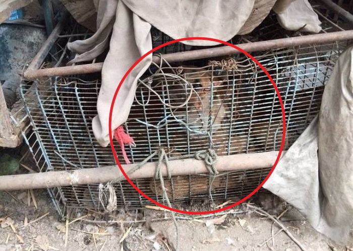 도살장서 친구들 죽는 모습 보고 ‘우울증’ 걸린 강아지