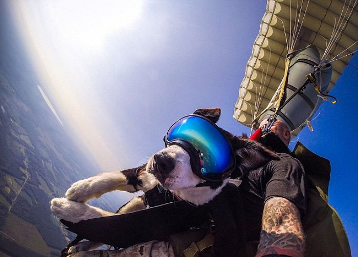 주인 잘못 만나(?) ‘스카이다이빙’ 도전하게 된 멍멍이