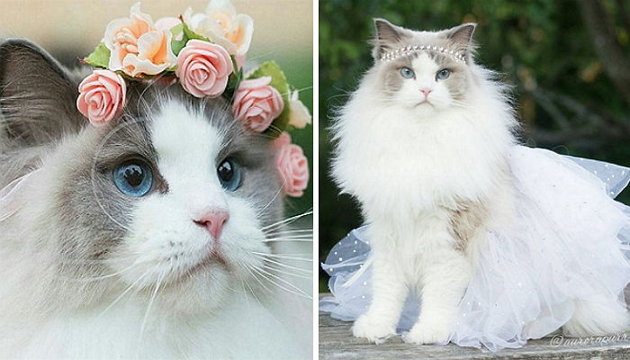 집사들 심쿵하게 한 자신이 공주인줄 아는 ‘고양이’