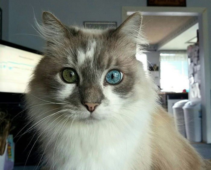 하루 아침에 눈 색깔 변해 ‘오드아이’된 고양이