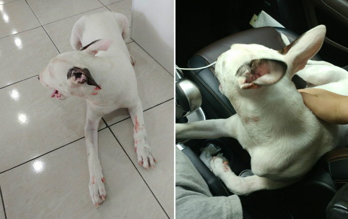 “오늘 아침에 뺑소니 당한 유기견을 구했습니다”