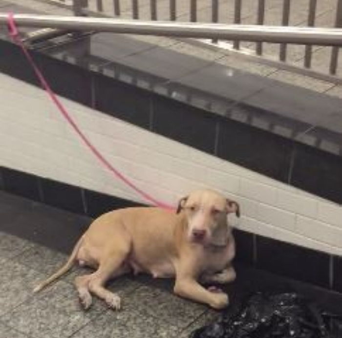 사람들은 목줄에 묶인 채 버려진 강아지를 외면했다