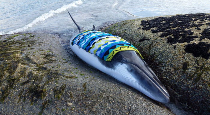 바위에 껴 구조 기다리는 고래에 담요 덮어준 사람들