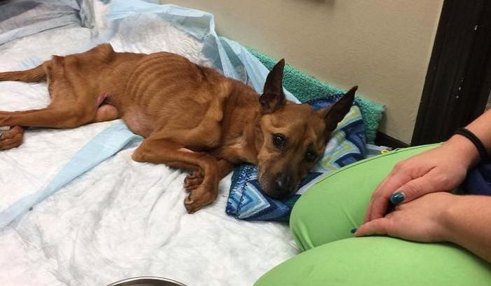 뼈만 남은 채 죽어가는 유기견 포기하지 않은 구조대원