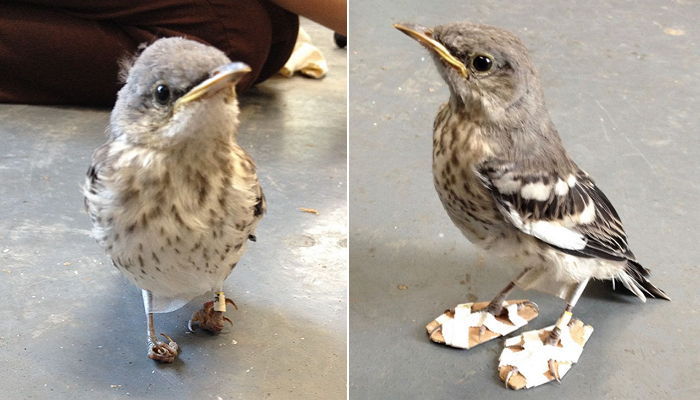 발 부상당한 아기 새에게 ‘깁스’해준 수의사