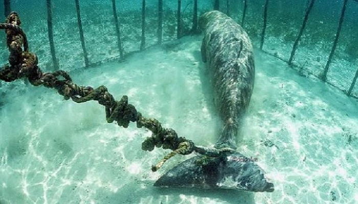 쇠사슬에 묶여 죽어가던 멸종위기 ‘듀공’ 극적 구조