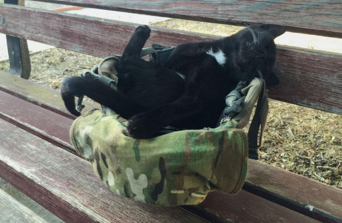 현역 군인이 길고양이를 입양하게 된 사연