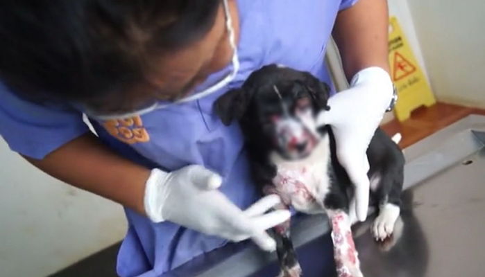 너무 배고파 불속으로 뛰어든 아기 강아지 (영상)