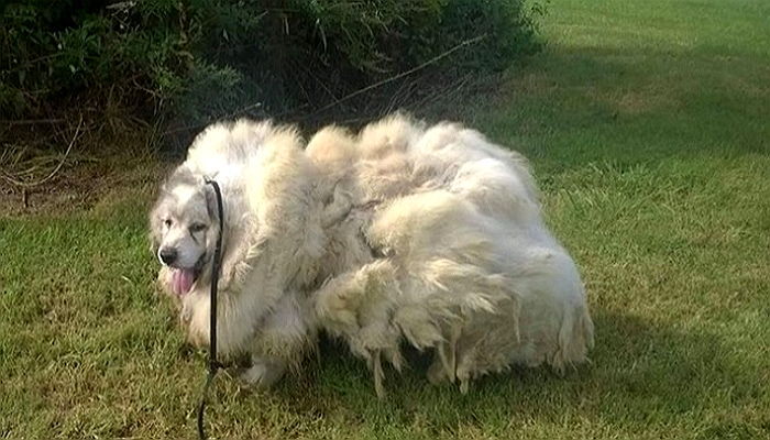 헛간에 갇혀 ‘털’ 한 번 못깎은 강아지가 구조됐다