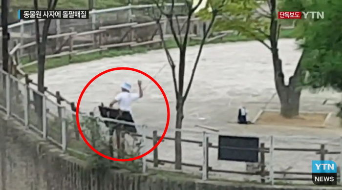 동물원 우리 속 사자에게 수차례 돌팔매질 한 남성(영상)