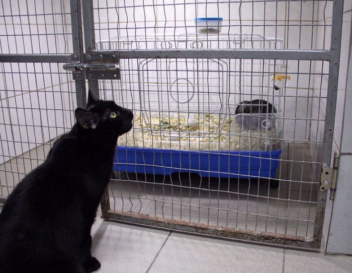 보호소 친구들 간호하는 하반신 마비 고양이