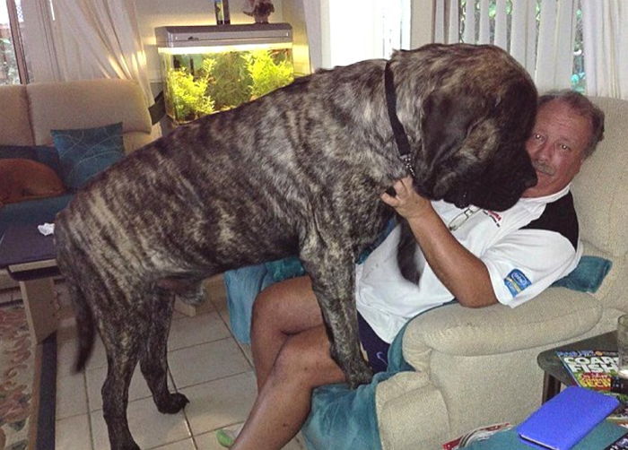 한 달에 ‘밥값만 90만원’ 들어가는 세상에서 가장 무거운 반려견