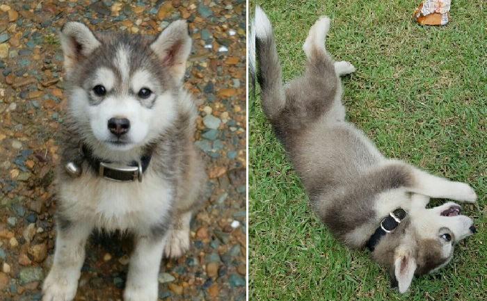 마당서 놀던 ‘아기 허스키’ 뺑소니 치고 도망간 운전자