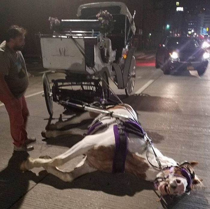 승객들 태워주다 도로 한복판서 ‘과로’로 기절한 말