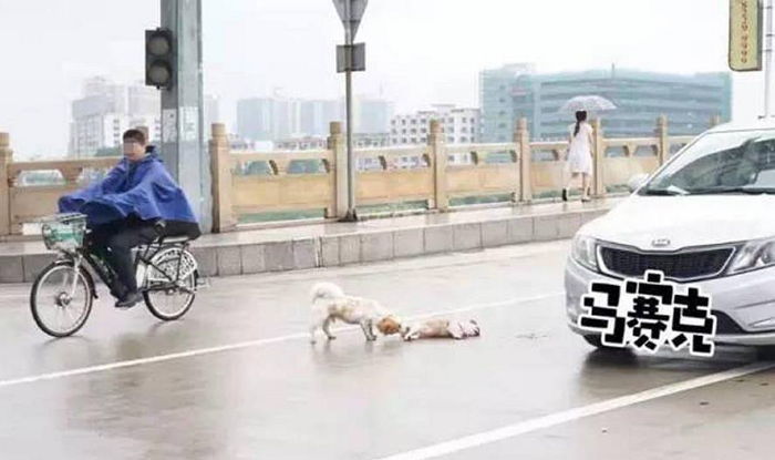 차에 치여 죽은 친구 포기하지 않는 강아지