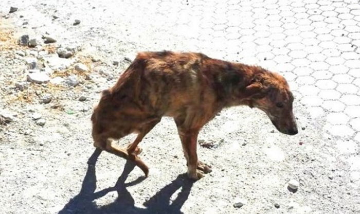 휴양지에 버려져 있던 척추 부러진 강아지