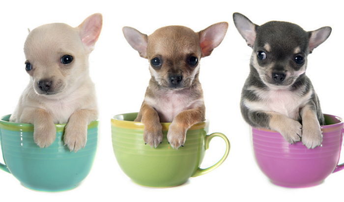 외신에 소개된 한국 ‘티컵 강아지’의 충격적인 진실