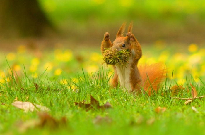 ‘잔디 수염’ 붙이고 맹수인척 허세 부리는(?) 다람쥐