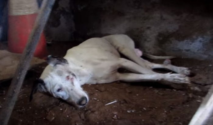 척추 부러져 누워만 있던 유기견의 ‘첫 산책’ (영상)