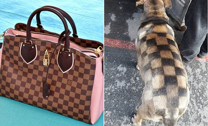 ‘루이비통’ 가방 체크무늬로 염색한 강아지