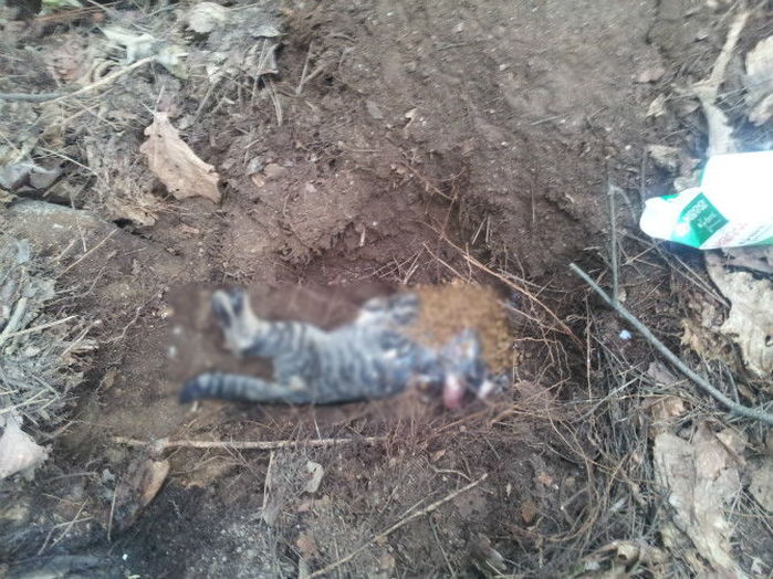 ‘로드킬’ 당한 아기 길고양이 수습해 ‘장례식’ 치러준 남성