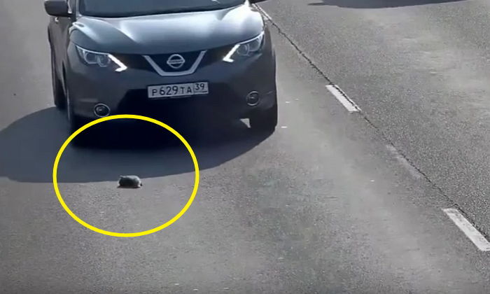 로드킬 당할 뻔한 아기고양이 극적으로 구한 운전자 (영상)