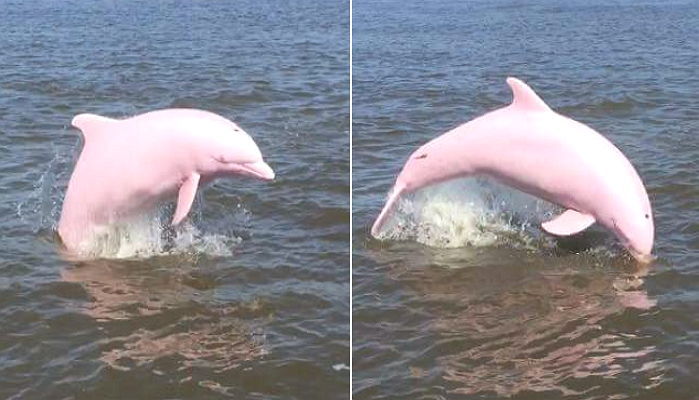 올해 또다시 나타난 희귀 알비노 ‘핑크 돌고래’