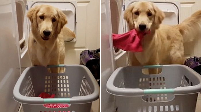 아픈 주인 대신해 ‘빨래’ 꺼내주는 똑똑한 리트리버 (영상)