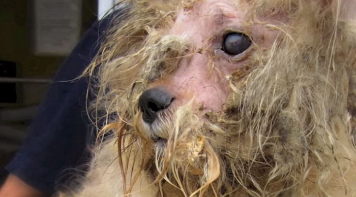 5살 꼬마 주인을 만난 유기견의 놀라운 변화