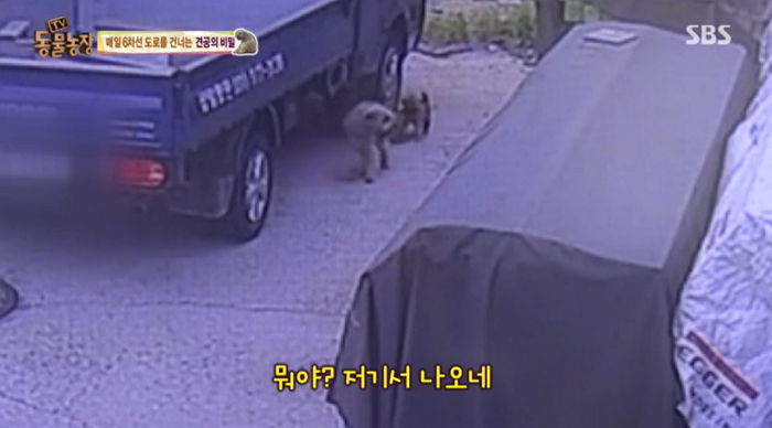 매일 위험천만한 6차선 도로를 건너는 유기견의 비밀 (영상)