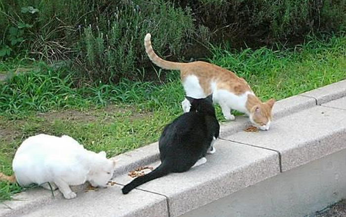 길고양이 법적으로 보호할 수 있는 ‘동물보호법’ 개정한다