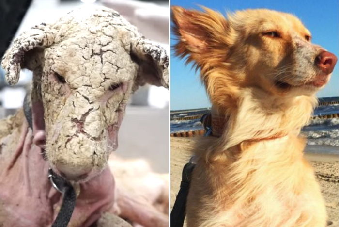 버림받고 돌피부 갖게 된 유기견의 반전 ‘꽃미모’