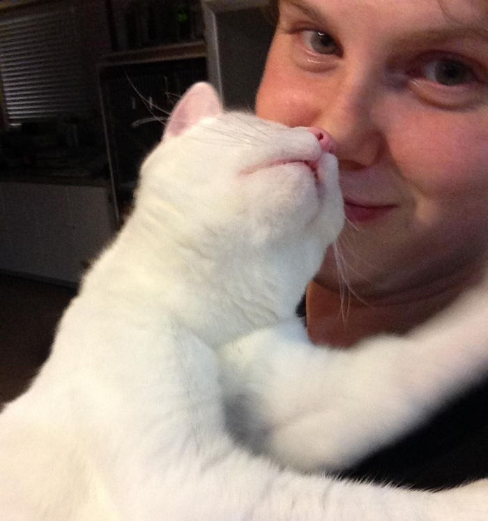 안락사 대신 치료 선택한 수의사에게 ‘감사인사’하는 고양이