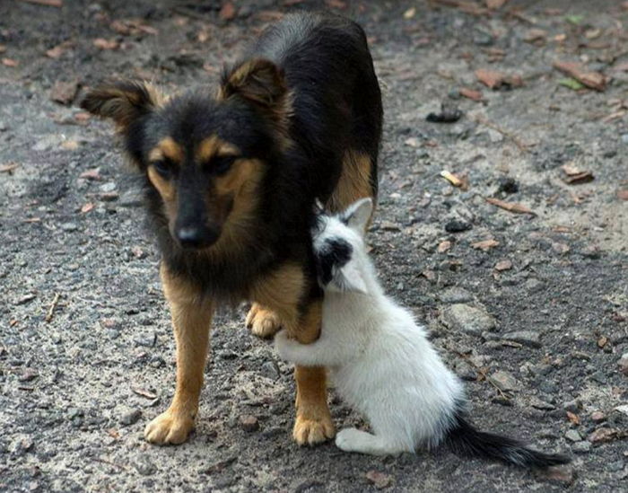 “오빠 가지마” 고양이 여친 버리고 떠나는 ‘터프’ 강아지