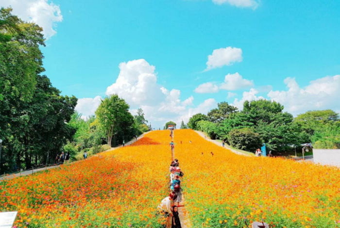 코스모스로 노랗게 물든 서울 올림픽 공원 현장 (사진 8장)