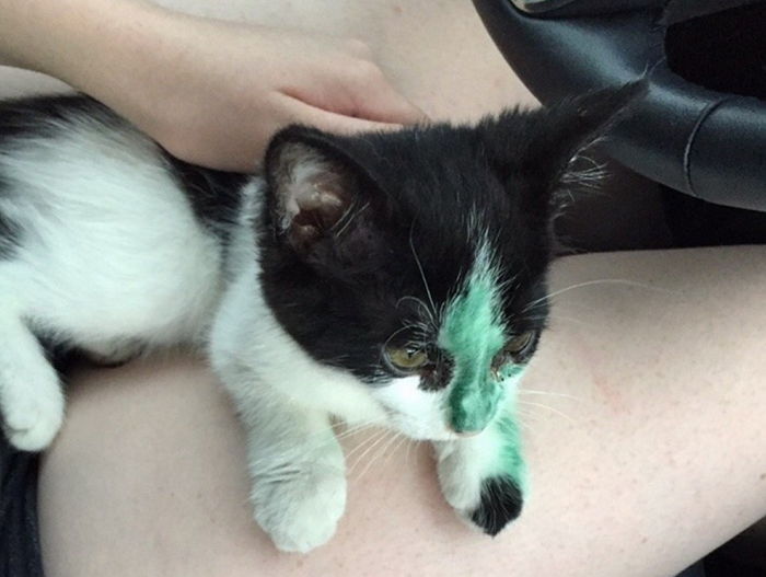 페인트 칠해진 채 버려진 고양이를 입양한 여성의 ‘고백’