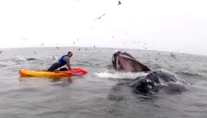 “이 남성은 혹동고래·돌고래·바다표범을 동시에 봤다” (영상)