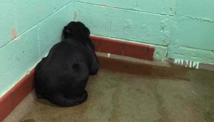 버림받은 충격에 ‘하루 종일’ 벽만 바라보는 강아지