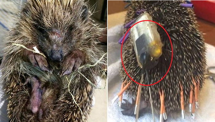고슴도치 가시에 ‘위치추적기’ 달아 죽게 만든 과학자들
