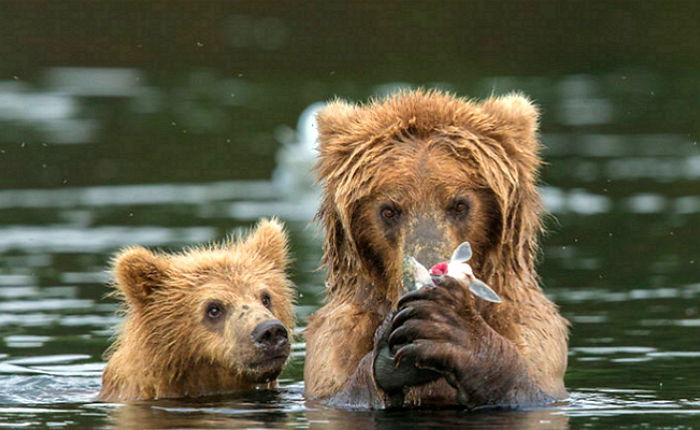 엄마가 알려주는 ‘물고기 사냥법’ 열심히 배우는 아기곰