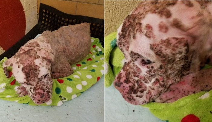 1천 마리 벌에게 쏘인 강아지 병원에 버린 주인