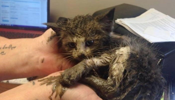 진흙 속에 묻혀있던 아기 고양이가 ‘극적’으로 구조됐다